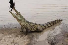 oC12d37BIYfGzICOGv8S Sabou : Terre des Crocodiles Sacrés